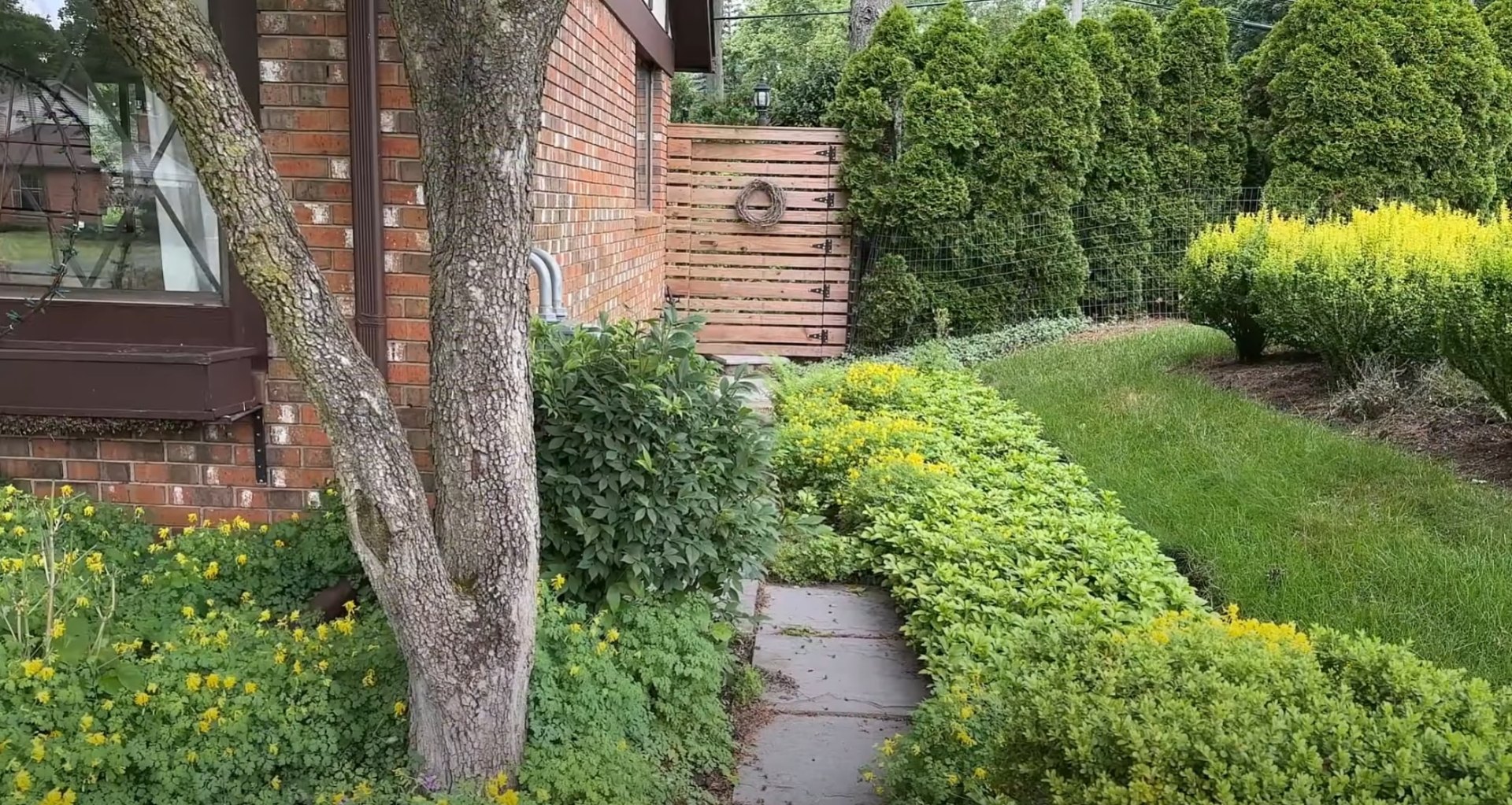 Professional backyard landscaping with curved lawn design and mature tree integration Residential backyard landscape with curved lawn areas and mature tree preservation