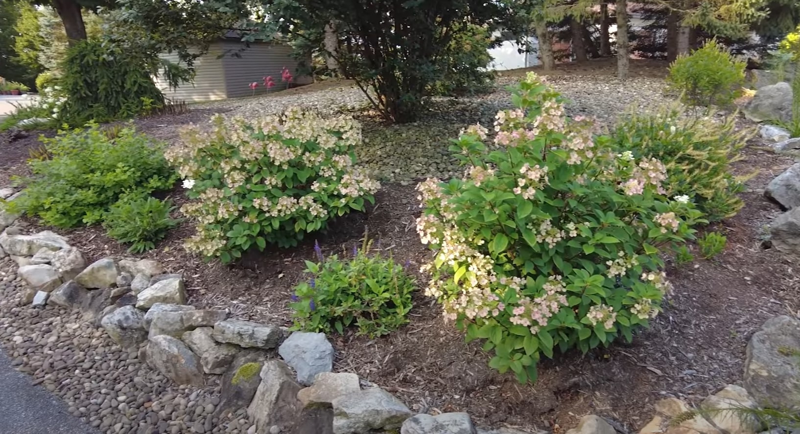Natural stone garden featuring blooming hydrangeas and decorative rock borders Natural rock garden with flowering hydrangeas and stone border landscaping